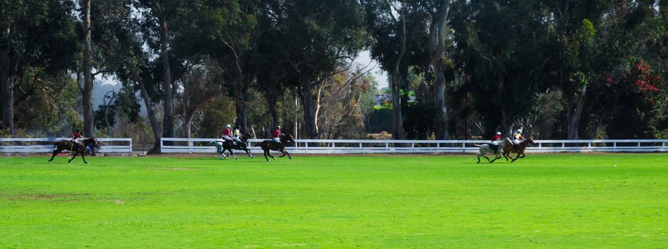 Polol players are riding horses in summer day