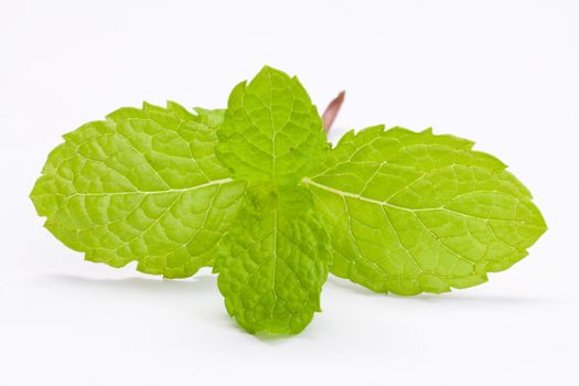 Fresh lemon balm on white background.