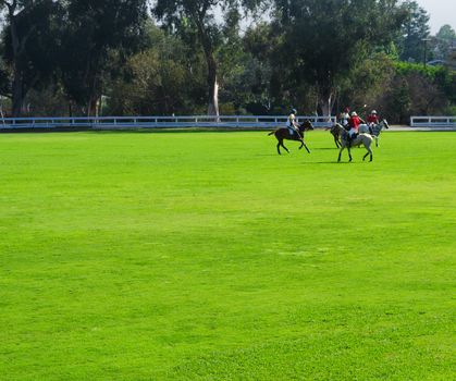 Polol players are riding horses in summer day