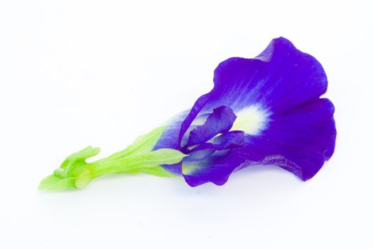 Blue Butterfly Pea