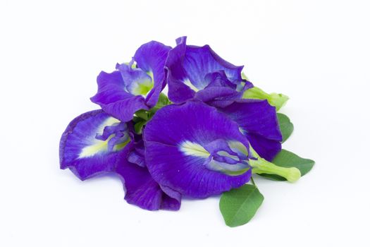 Blue Butterfly Pea