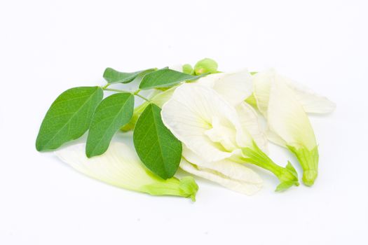 White Butterfly pea flower