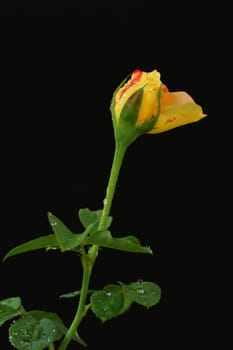 rose isolated and black blackgroung