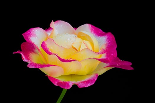 Beautiful rose isolated on black