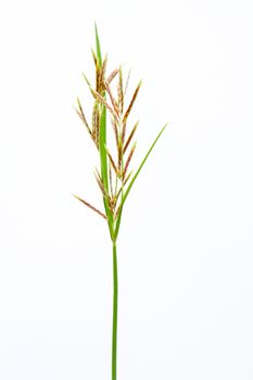 long grass meadow closeup on white isolate background