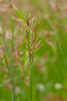 long grass meadow closeup