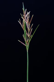 long grass meadow closeup on black isolate background