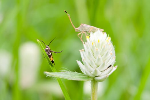 2 bugs on the Amaranth flower