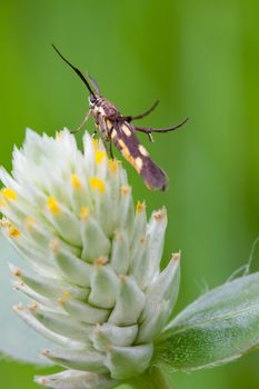 honey insect collects flower nectar