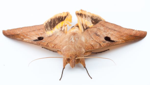 big butterfly on white isolate background