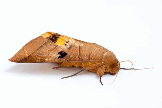 big butterfly on white isolate background