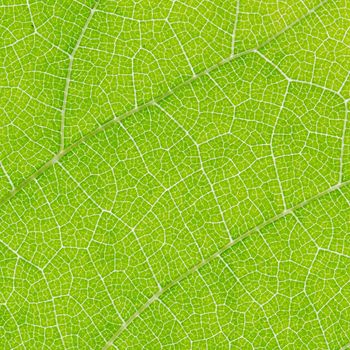 Fresh dreen leaf texture macro close-up