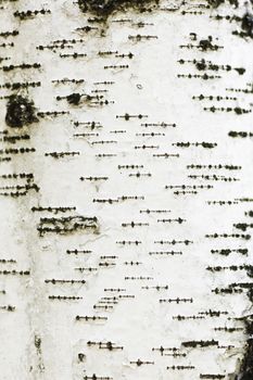 Texture of birch bark close-up