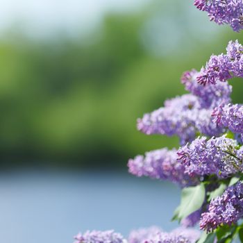 Branch with spring lilac flowers on river background