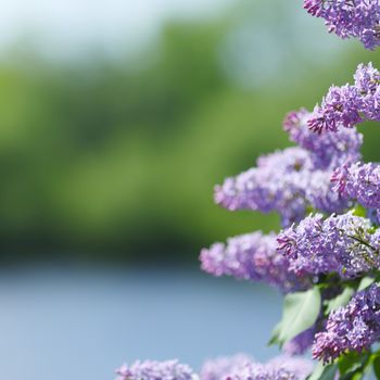 Branch with spring lilac flowers on river background