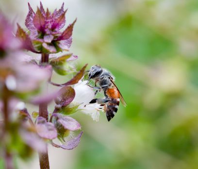 honey bee collects Basil flower nectar