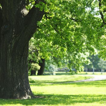 Beautiful oak tree in park at sunny day