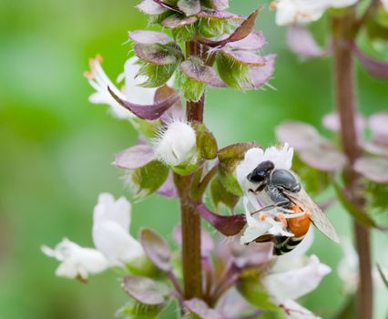 honey bee collects Basil flower nectar