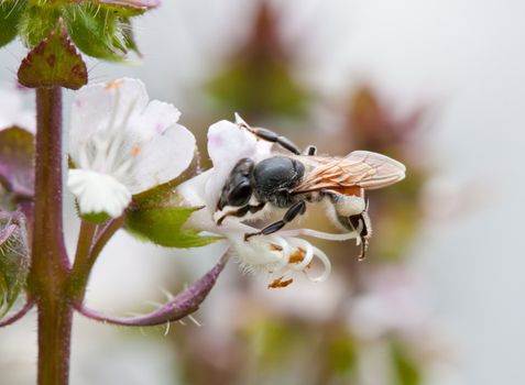 honey bee collects Basil flower nectar