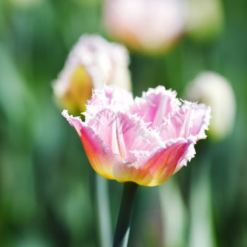 Close-up of resh pink tulip outdoors