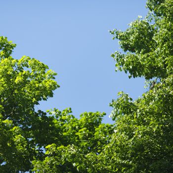 Beautiful background of linden tree at sunny day