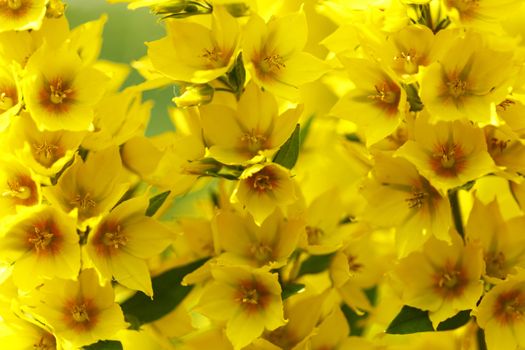 Abstract yellow flowers close-up outdoors