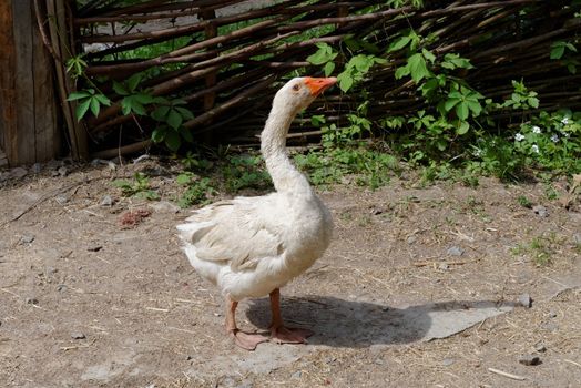 White goose in the farmyard near  the lath fence 