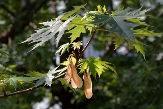 Spring branch of a maple tree with several samaras hanging down