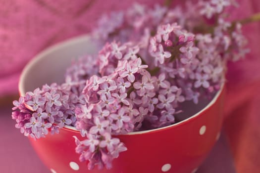 porcelain bowl, plate lilac