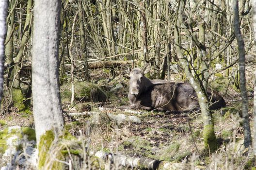 Female moose or Eurasian elk, Alces alces, in its natural environment