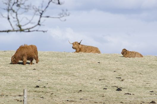 Highland cattle a scottish breed of cattle with long horns