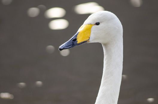 Head of a Whooper Swan, Cygnus cygnus