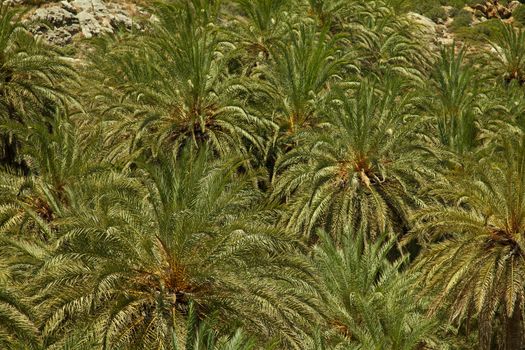 Texture of palm trees growing in biggest in Europe palm forest Vai on Crete, Greece 