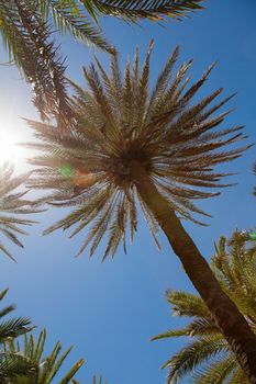 Palm trees over blue sky, low angle view 