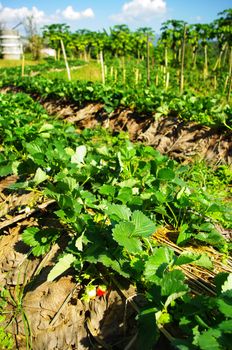 Strawberry plant in the farm, Thailand