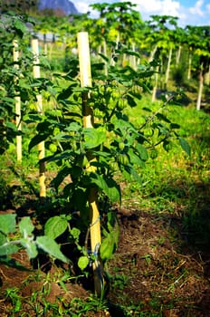 Cape gooseberry tree farm in countryside, Thailand