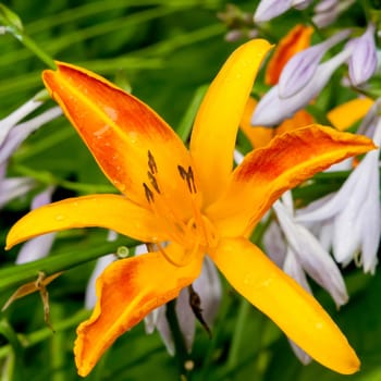 Orange bud of day-lily flower
