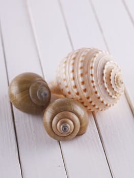 Seashells over a background of white wood