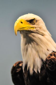 plastic North American Bald Eagle profile