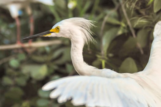 white egret cleaning its feathers