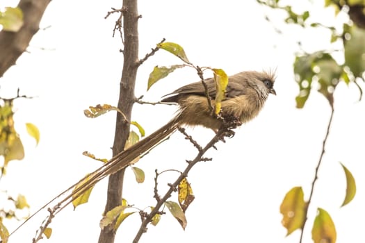 A beautiful long tailed Speckled Mousebird sitting on a thin twig