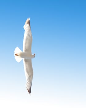 Seagull flying in the blue sky. Close-up.