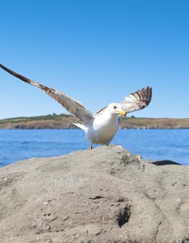 seagull set stone on sea. close up.