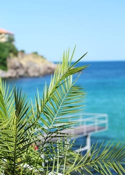 palm branch  against the blue sea, rocks and sky