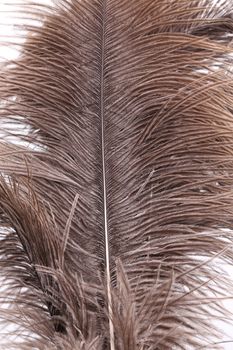 Brown feathers. Close up. A whole background.