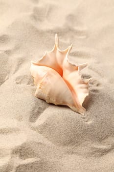 Conch Shell over sand. Sandy background. Close up.