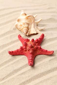 Red starfish and shell on sandy background