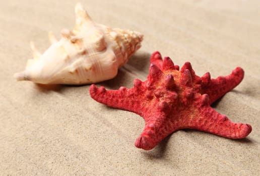 Red starfish and shell on sandy background