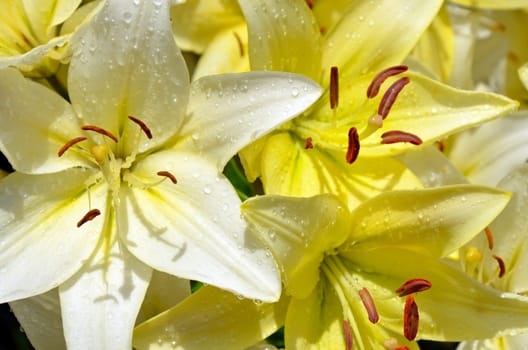 Beautiful white and yellow lily flowers covered with waterdrops