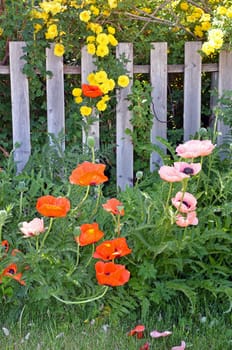Orange poppies and yellow roses growing next to old fence